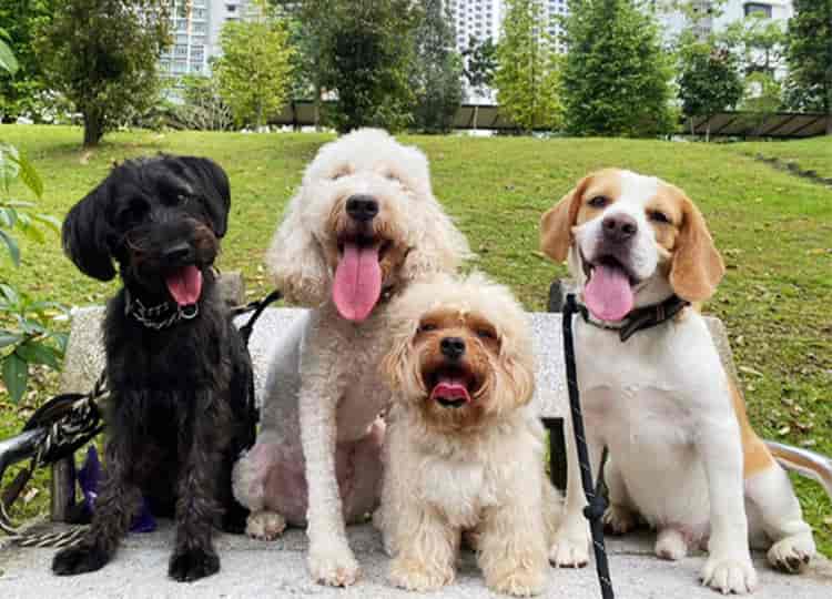 10% Off Dog Boarding Services